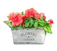 Seau à fleurs en fer - Vase en métal shabby chic - Pichet décoratif rustique - Pot de bricolage vintage multifonction - Support créatif pour arrangements floraux pour mariage, jardin ou décoration de