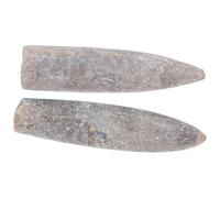 SECFOU 2 Pièces Spécimen Bélemnite Naturelle Ornement Fossile Épifaune Décoration Éducative pour Géologie Paléontologie