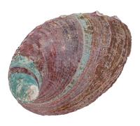 SECFOU Coquille d'Ormeau en Coquillage Brut pour Aquarium et Bricolage Préscolaire, Accessoire pour Brûler l'herbe Naturelle