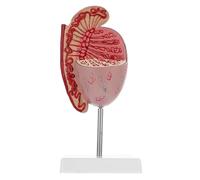 SECFOU Modèle D'agrandissement en Pvc pour Enseignement et Exposition, Instrument Pédagogique D'anatomie du Corps Humain Unique et Précis