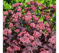 Sedum Chocolate Cherry | Plante vivace à feuillage caduc | Plante en pot extérieure | Fleurissant