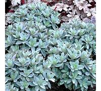 Sedum Marina - Orpin | Plante vivace à fleurs caduques pour jardin extérieur