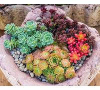 Sedum Mélange - Minimum 300 Graines