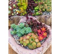 Sedum mélange, Orpin - vivace, couvre-sol