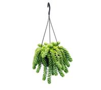 Sedum Morganianum Burrito Balançoire singe en pot de 14 cm