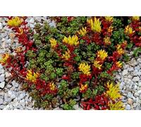 Sedum oregon, Orpin de l'Orégon - jardin de rocaille