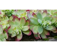 Sedum palmeri/Sedum de Palmer/Godet/Succulente