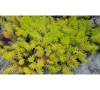 Sedum reflexum (=rupestre) 'Angelina' / Orpin des rochers jaune/Conteneur de 2 à 2.9 litres/Succulente