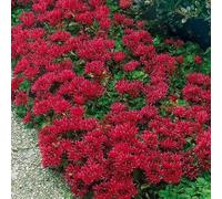 Sedum- (Sedum spurium) estive gloria, 50 semi