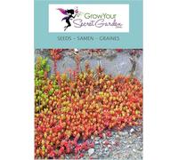 Sedum sexangulare, Orpin de Bologne - vivace, couvre-sol, rocaille