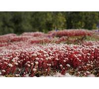 Sedum spurium Dragon Blood, Orpin - vivace