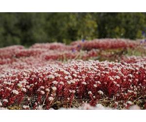 Sedum spurium Dragon Blood, Orpin - vivace