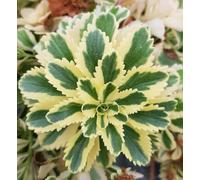 Sedum takesimense 'Atlantis'® / Orpin panaché à fleur jaune/Conteneur de 2 à 2.9 litres/Succulente