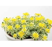 Sedum takesimense - Orpin panaché, vivace