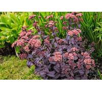 Sedum telephium 'Purple Emperor' 50 Graines, Orpin d'automne, plante vivace