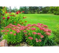 Sedum ussureinse, Orpin - vivace