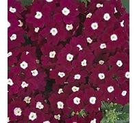 Seed Package: Verbena Quartz dy Eye Annu Seed : Only Seeds Not a live Plants