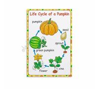 Seed to Pumpkin Life Cycle Poster for Biology Classroom