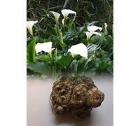 Seeds 1:1-5 Zantedeschia White Calla (Arum) Lily Bulbs Summer Flowering Perennial: Only Seeds