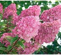 Seeds 20 pieces seeds of hydrangea paniculata 'vanilla fraise' strawberry hydrangeas seed seed bonsai flower Seeds in pot for the home garden: Only Seeds