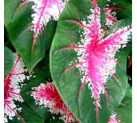 Seeds 2016 of Reale Indoor Seedss Promotion 20 PC/Package, Semi -vase Thaland Caladium Collection.diy of the House of House & Plan Seeds Bonsai: Only Seeds