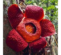 Seeds 20pcs / pacchetto semina Rafflesia Seminare oggi Più Grandi semi di fiore Rare C1My