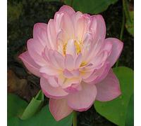 Seeds 22 : 10 Pcs/Pack Bonsai B Lotus Seed Hydroponic Seedss Aquatic Seedss Flower Seeds Pot Water Lily Seeds for Home Garden 22: Only Seeds
