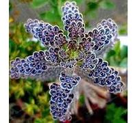 Seeds 25 Rare Dark Blue Kalanchoe Seeds Giardino Esotico per Piante Esotiche