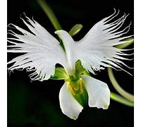 Seeds 50 PC/Japanese Package Radiated Seeds Rare Orchid Species Bianco Baison Baison Orchidee Garden Orchid White Greater Orchid Seeds of the World: Only Seeds