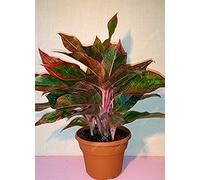 Seeds 50 pc/sacchetto Aglaonema 'Pink Dud', belle piante perenni Mosaico sempreverdi semi di agramseri di fiori, Pianta da giardino di casa in vaso 3