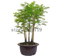 Seeds 50 Pieces Metasequoia Bonsai Agramsa Sequoia Send 50 large cherry tomato seeds as a gift seeds best bonsai flowers for the home garden: Only seeds
