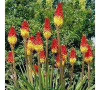 Seeds 50 Red Hot Poker Flower seeds (Kniphofia Caulescens): Only seeds