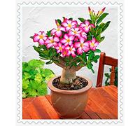 Seeds 50% true adenium obsum desert roses seeds for seeds home garden flower of the bonsaïpianta rose 1pcs / pack: Only seeds