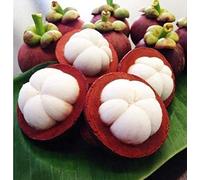 Seeds 50Pcs Mangosteen Seeds Delicious Fruit- Queen Of l Fruits: Only Seeds