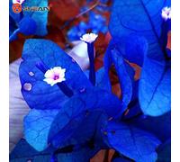 Seeds AL 50 New Real Blooming Rare Blue Plants Seeds Bougainvillea Spectabilis Willd BonsaïPlant: Only Seeds