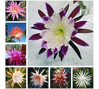 Seeds Bianco: 10 Pz Giardino Balcone Belle piante bonsai Epiphyllum Rr6