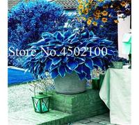 Seeds Fresh 100Pcs Hosta Coleus Flower plantas Seeds for Planting Dark Blue: Only Seeds