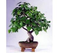 Seeds Green Leaf ®Sacred Buddha Fico 7 Semi/Seed - Ficus religiosa