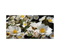 Seeds & Plants Shop by Ipsa Pcs - 10x Cistus Laurifolius Lorbeerblättrige Rose Ciste Jardin Plantes - Graines ID1193 Plantes Boutique Samenbank Pfullingen Patrik Ipsa