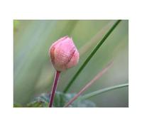 Seeds & Plants Shop by Ipsa Pcs - 10x Rubus Chamaemorus Moltebeere Jardin Plantes - Graines ID1562 Plantes Boutique Samenbank Pfullingen Patrik Ipsa