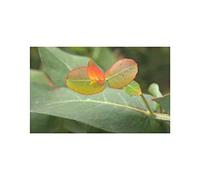 Seeds Plants Shop ID1295 Lot de 30 graines d'eucalyptus globulus Bleu