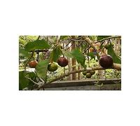 Seeds Plants Shop ID1343 Lot de 10 flacons de graines de prune gouverneur