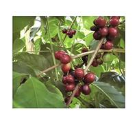 Seeds Plants Shop ID260 Lot de 10 graines de café pour plantes aromatiques