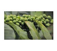 Seeds Plants Shop ID262 Lot de 5 graines de café Costa Rica 95 Café