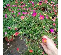 Seeds Portulaca Seed, Moss-Rosa Portulaca Indoor Seedss Double Flowers Seed Balcony & Courtyard Bonsai Seed The Tone Surgation of 95% 120 PC 3: Only Seeds