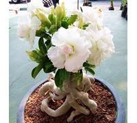 Seeds. White flora desert roses flowers in bonsai pots 50% real real purification Seedsof the garden air in the house in flowers 1 pc/bag: Only seeds