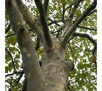 seedsown 50 graines - Graines Londres platane (Platanus Acerifolia)