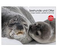 Seehunde und Otter. Putzige Gesellen, perfekte Schwimmer (Wandkalender 2026 DIN A3 quer), CALVENDO Monatskalender: Niedliche Räuber und blitzschnelle Schwimmer aus der Nähe betrachten