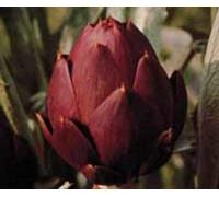 Seekay Artichaut Romanesco - 35 Graines - Légumes