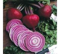 Seekay Betterave Chioggia Environ 250 Graines Légumes -